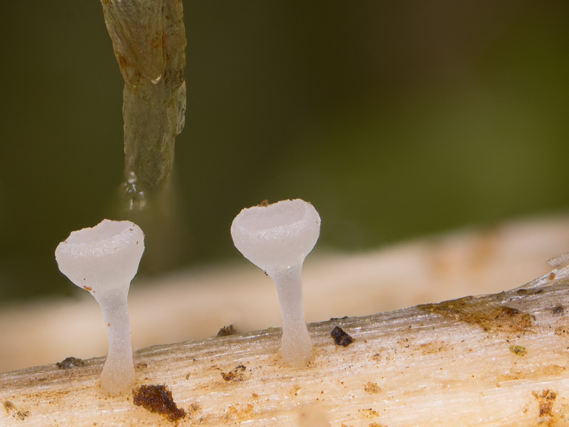 Cyathicula paludosa